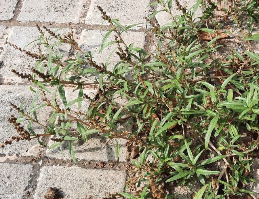 African amaranth rode bloem