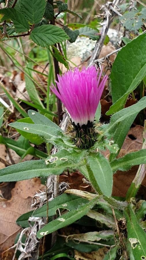 Intensiv violette Blueten der Centaurea pullata in voller Blute