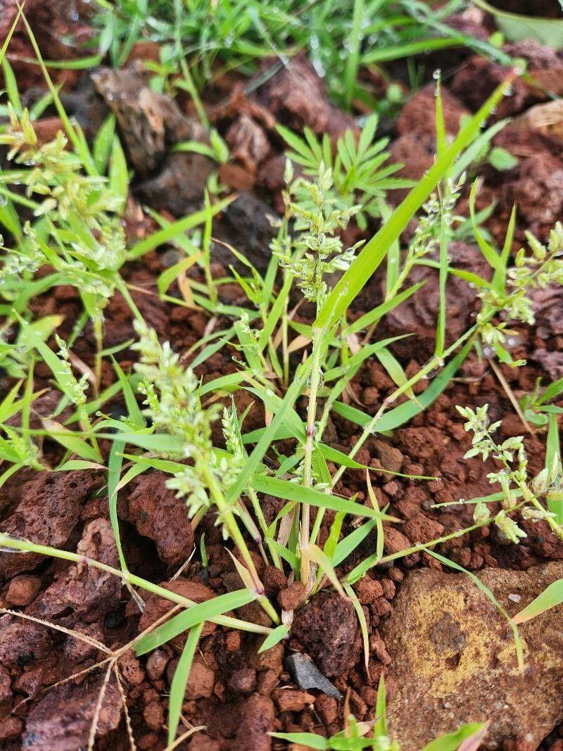 Stinkend liefdegras in volle bloei op een zonnige droge plek in de tuin