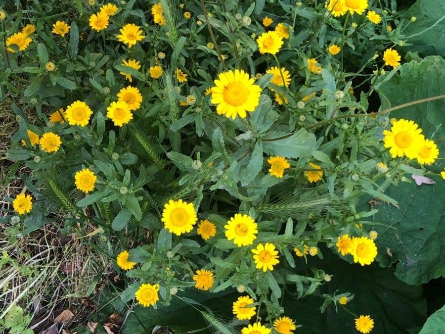Anacyclus radiatus Pflanze mit goldgelben Blüten