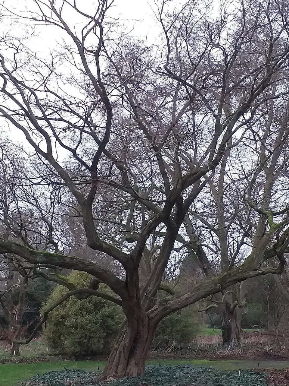 Turczaninow's hornbeam with elegant canopy and distinctive bark structure