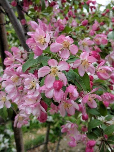 Een gezonde appelboom in volle bloei in de lente, omgeven door groen blad en tere bloesems.