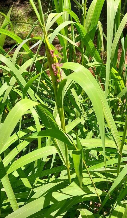 Tripsacum dactyloides mit charakteristischen Blueten