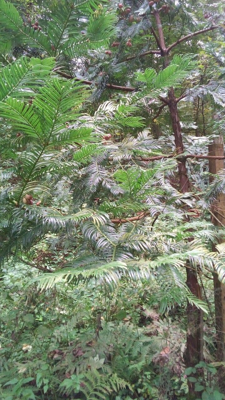 Japanese nutmeg tree with needles and fruits