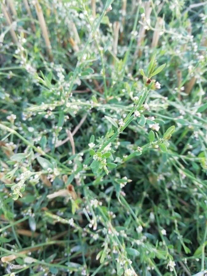 Vogel-Knöterich-Pflanze mit kleinen grünen Blättern und weißen Blüten