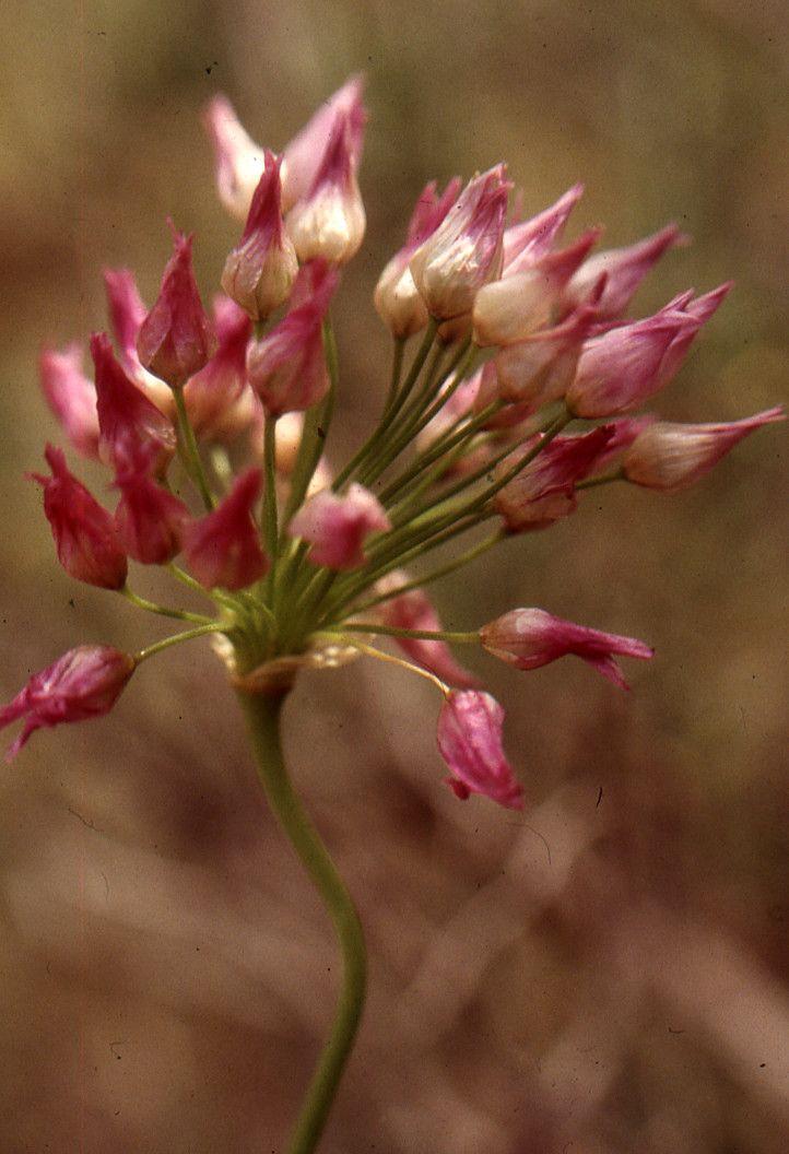 Runder Lauch mit runden purpurroten Blütenständen in einer sonnigen Beetanlage
