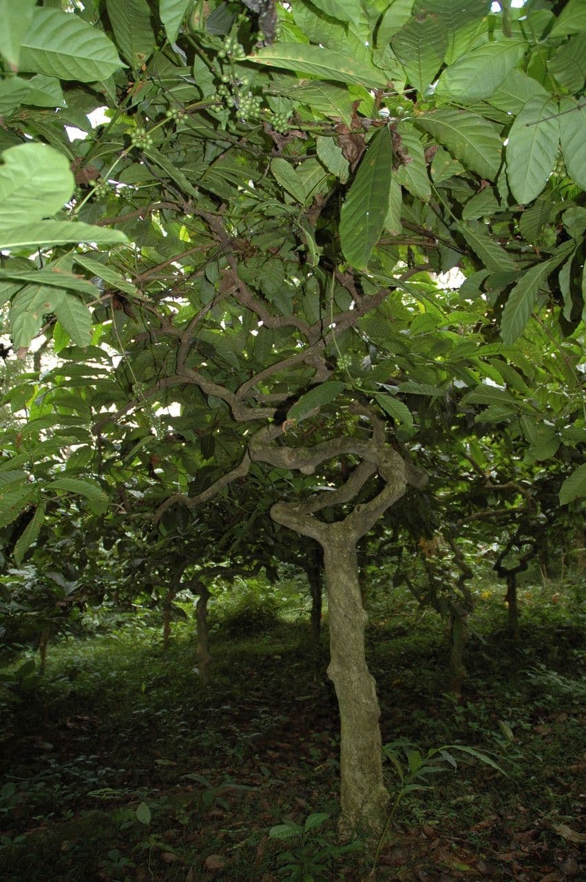 Robusta koffie boom met rode bonen