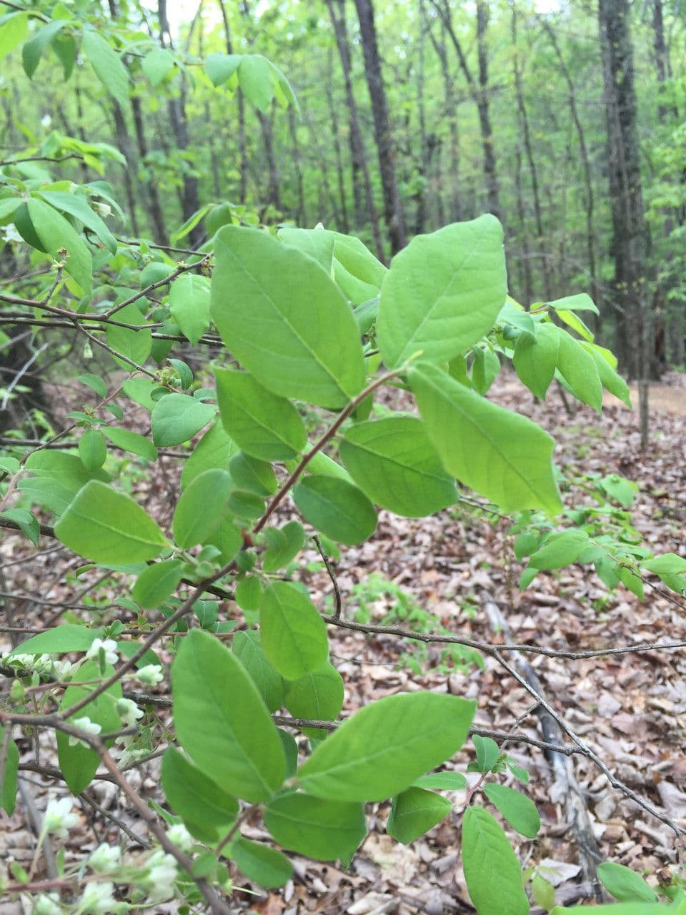 Styrax grandifolius branches with hanging white bell-shaped flowers and large oval foliage