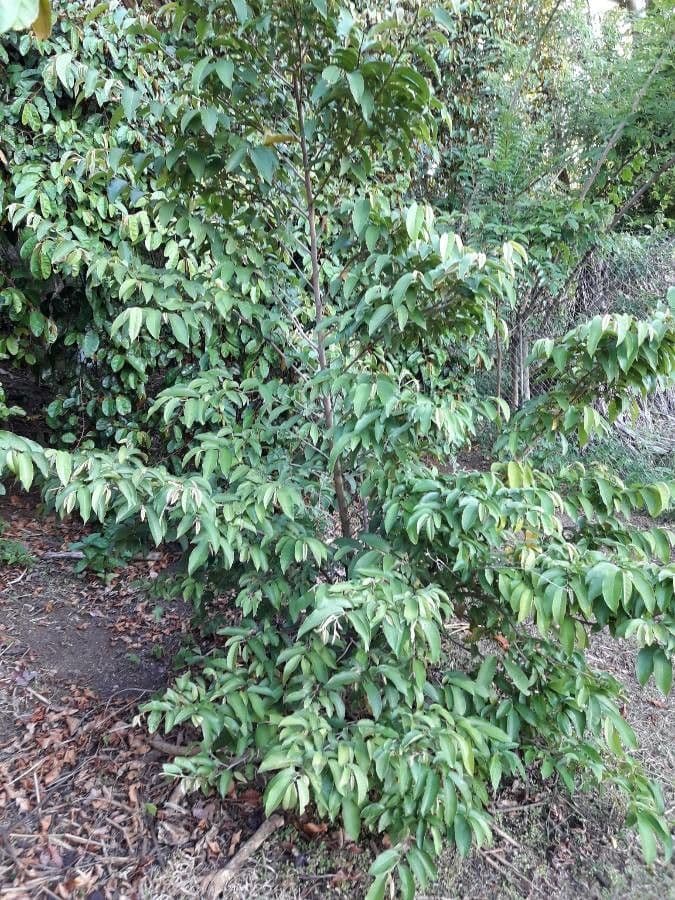 Chrysophyllum cainito star apple with characteristic star-shaped fruits