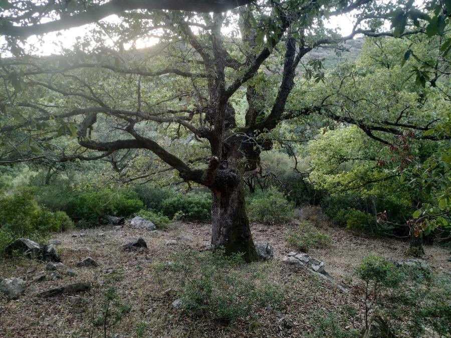 Ausgewachsene Algerische Eiche im Herbst mit intensiv orangefarbenem Laub und strukturierter Rinde