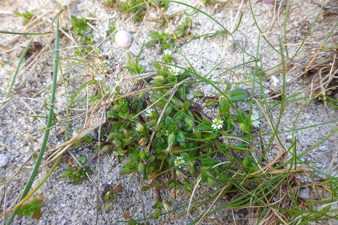 Céraiste diffus en fleur sur un talus ombragé avec lumière filtrée