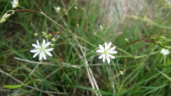 Weiße Bluten der Gras-Sternmiere
