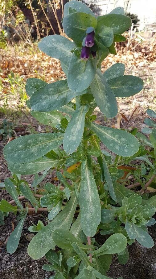 Große Wachsblume (Cerinthe major) mit glänzenden blauen Kelchblättern und gelben Spitzen in Sonnenlicht