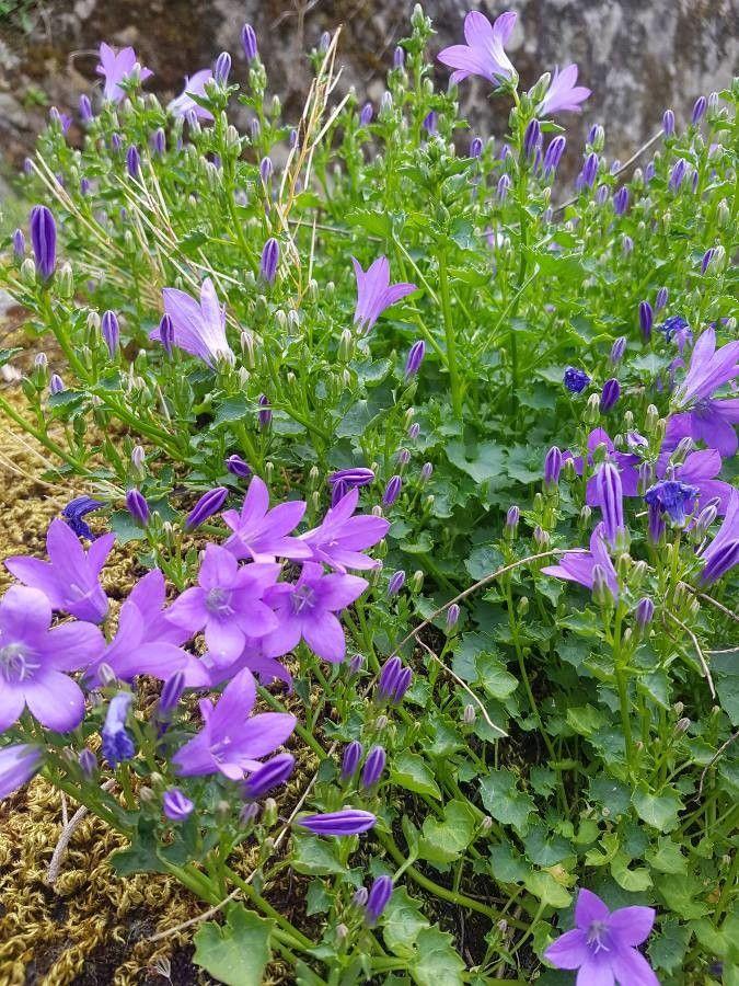 Hängepolster-Glockenblume wächst über eine Steinmauer, üppig bedeckt mit hellvioletten Blüten.