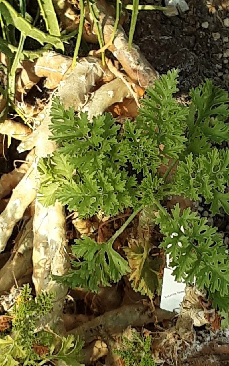 Pelargonium crithmifolium avec son feuillage fin