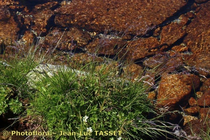 Festuca rivularis growing along mountain streams