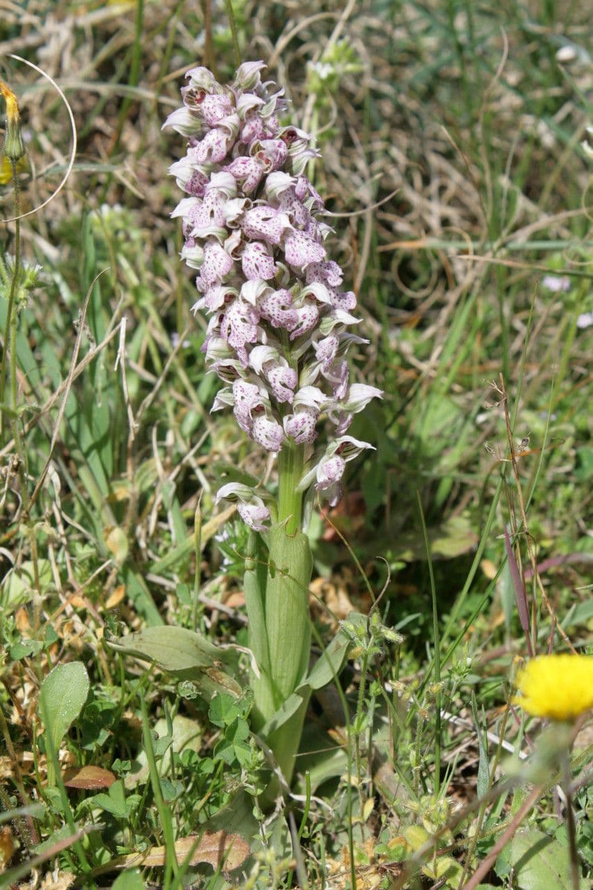 Weisse Bluten von Neotinea lactea (Milchorchidee)
