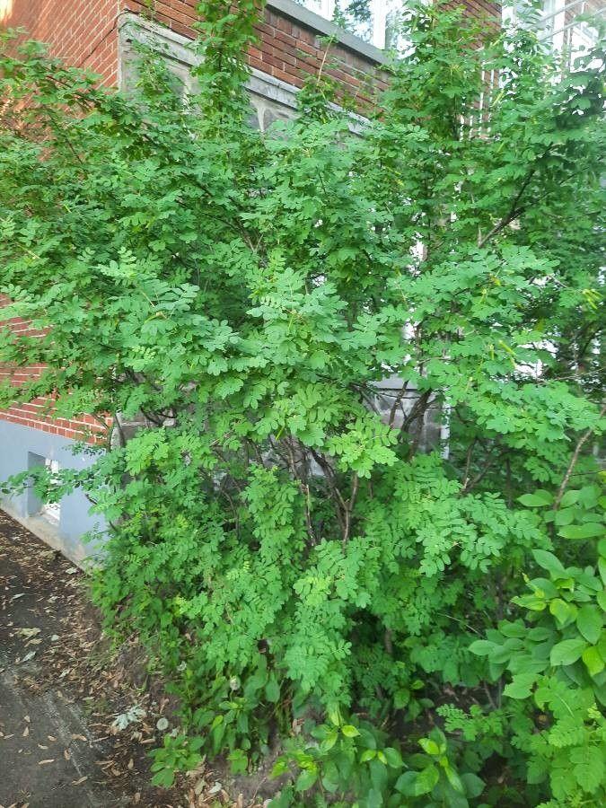 Gemeiner Erbsenstrauch in voller Blüte, mit gelben, bohnenartigen Blüten und gefiedertem Laub in einem sonnigen Garten