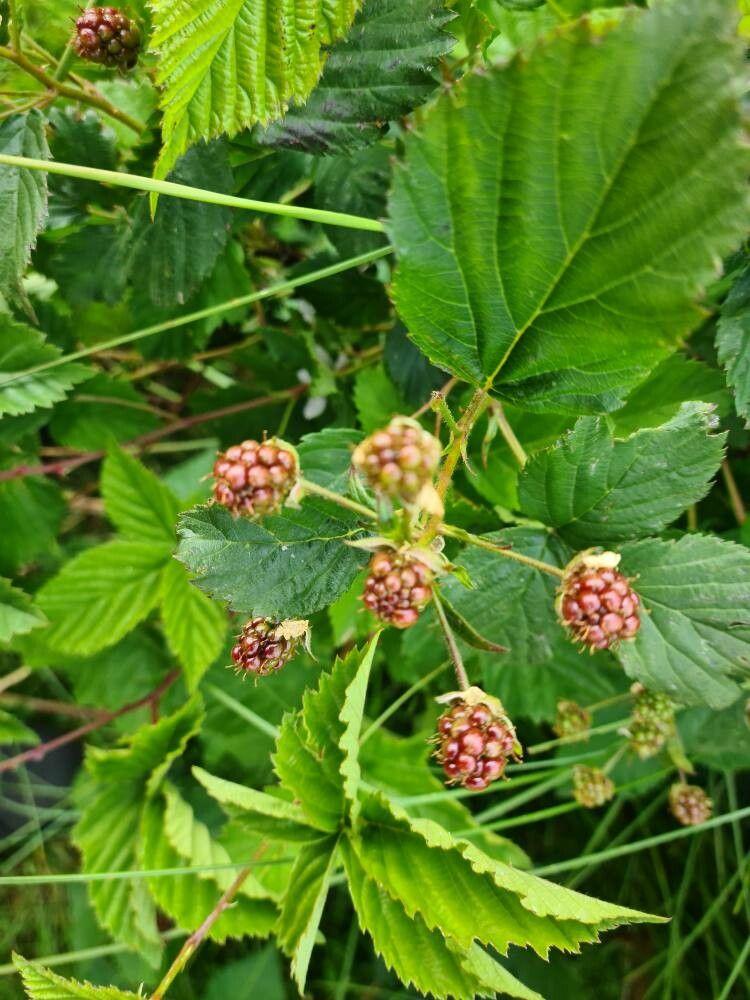 Falten-Brombeere mit dunklen Beeren und gefalteten Blättern am sonnigen Gartenteich