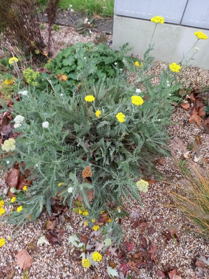 Achillée jaune en pleine floraison sur une bordure ensoleillée, avec des feuilles finement découpées et de grandes ombelles jaune doré