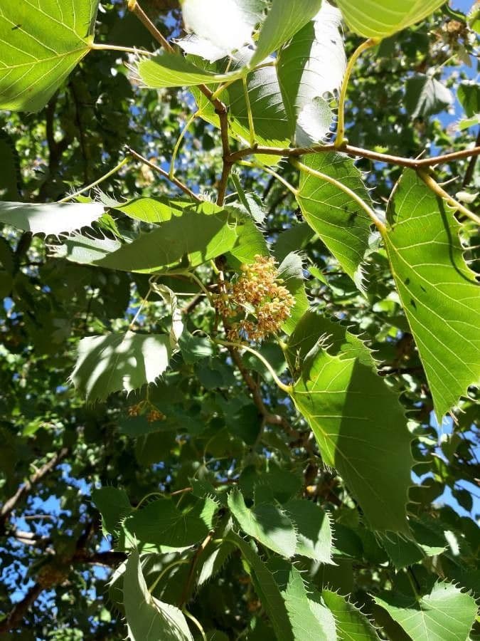Arbre Tilleul de Henry avec fleurs jaunes et feuillage fin