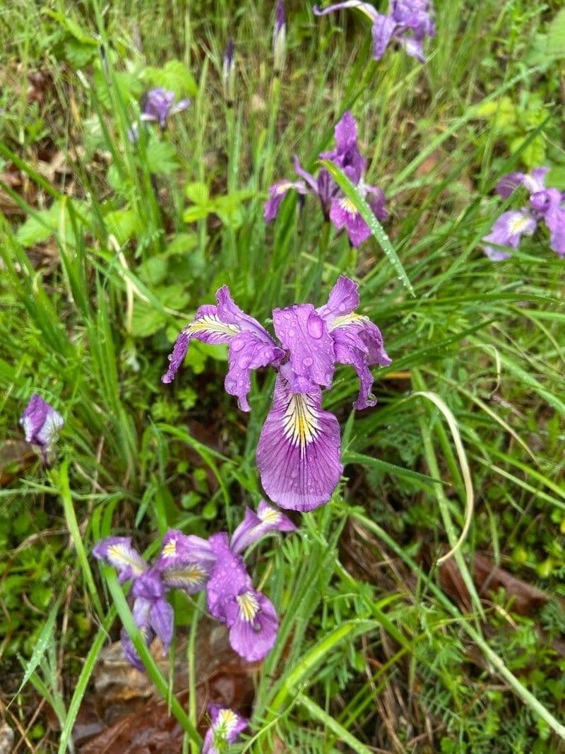 Iris de Douglas avec fleurs violettes et feuillage vert
