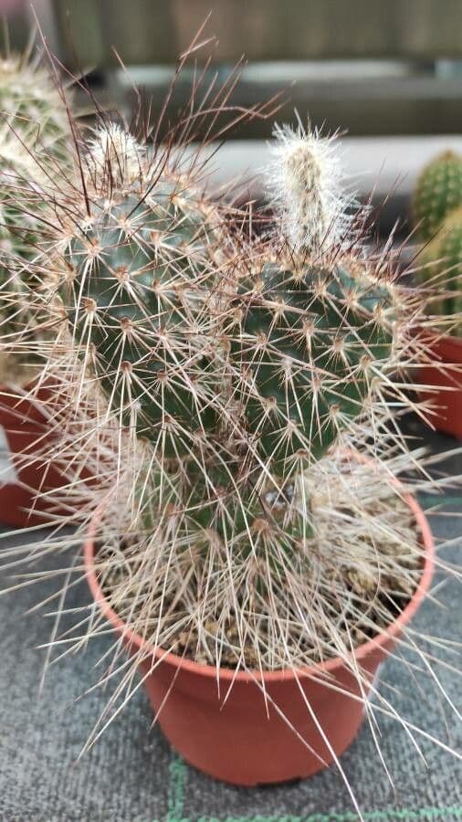 Opuntia polyacantha avec fleurs jaunes dans les prairies