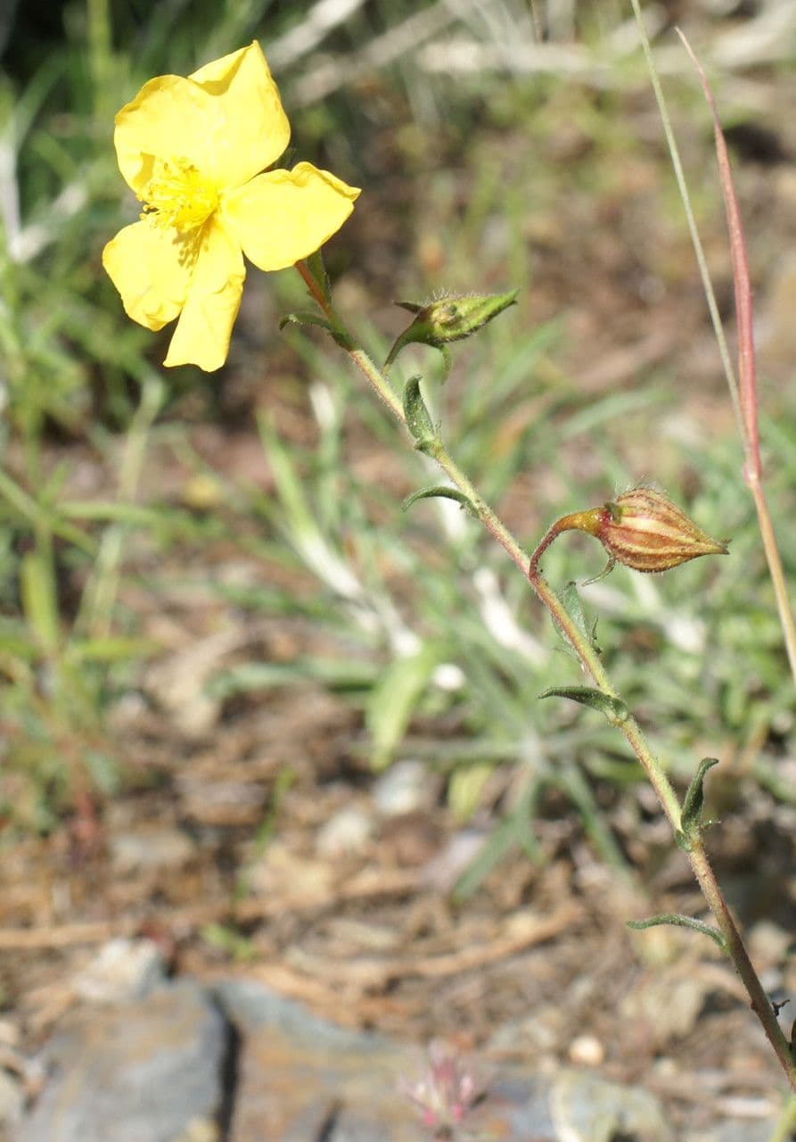 Fumana arabica arabisches Nadelröschen mit gelben Blüten in mediterraner Umgebung