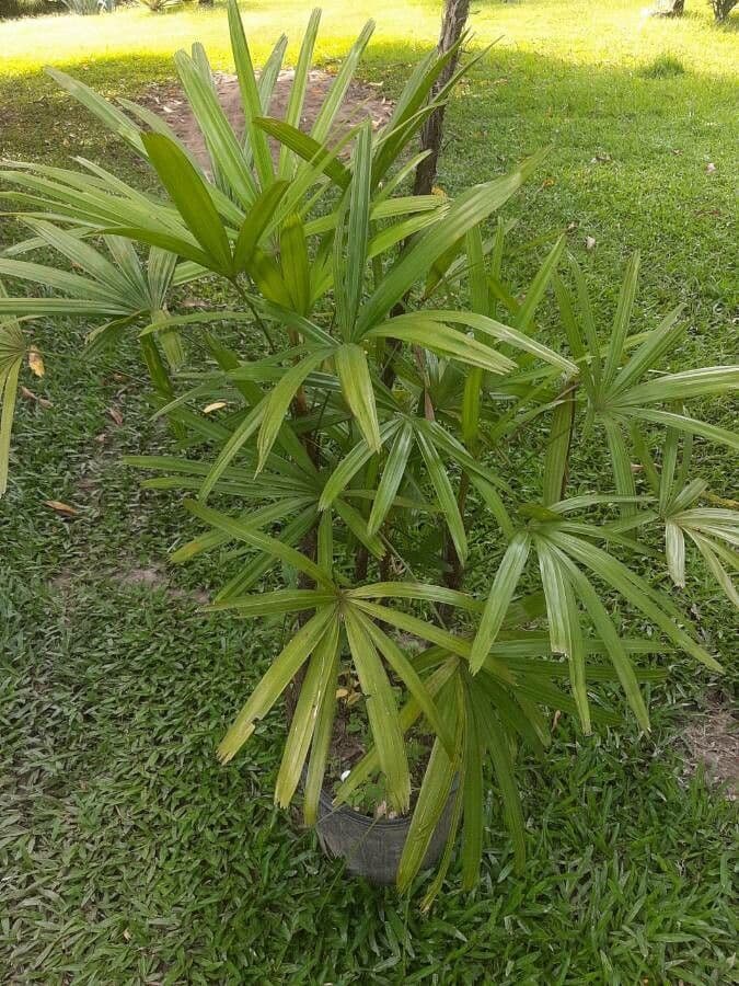 Rhapis excelsa feuillage vert du palmier elegant
