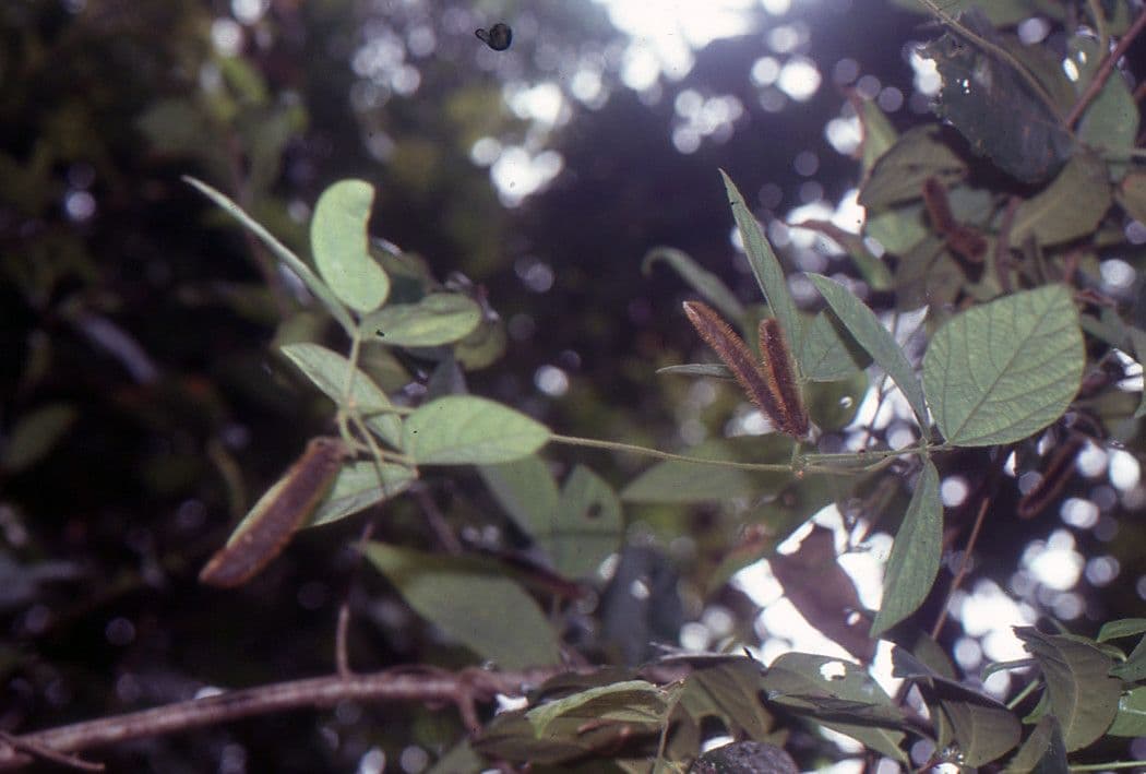 Mucuna pruriens feve de velours avec fleurs violettes et gousses duveteuses