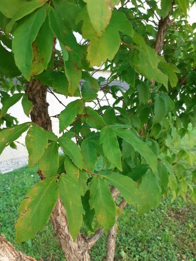 Dreiblütiger Ahorn im Herbst mit schälender Rinde und dreiblättrigen Wedeln