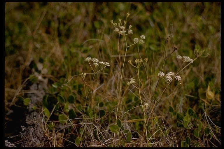 Perideridia gairdneri weisse Doldenblüten auf einer Bergwiese