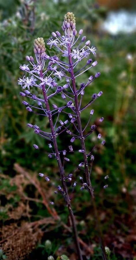 Scilla hyacinthoides Hyazinthe Blaustern Frühjahrsblüten