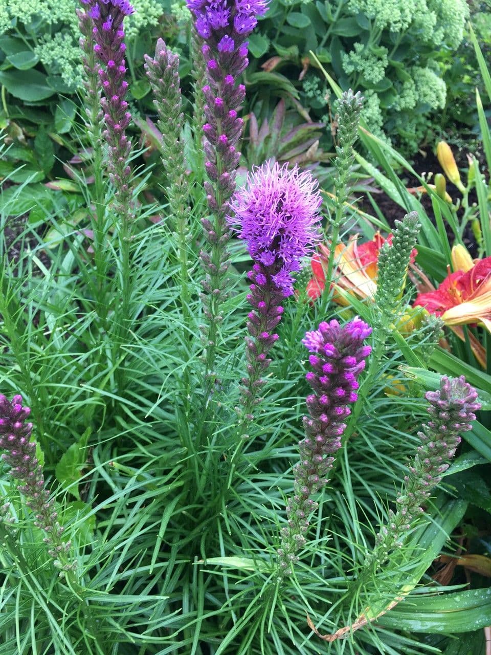 Liatris spicata avec des fleurs pourpres en un long epi