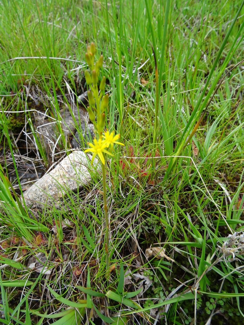 Moor-Ahrenlilie (Narthecium ossifragum) mit leuchtend gelben Blüten im Sommermoor