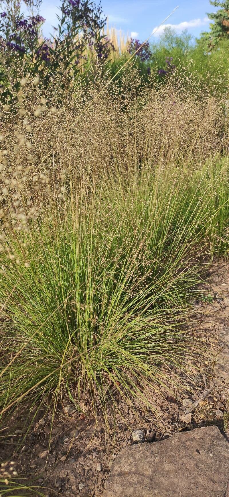 Sporobolus heterolepis prairievossenstaart met fijne pluimen in herfstlicht