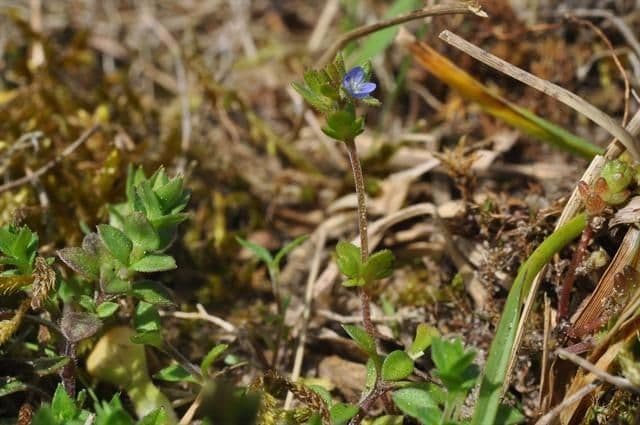 Minuscules fleurs bleues de Veronica verna au printemps