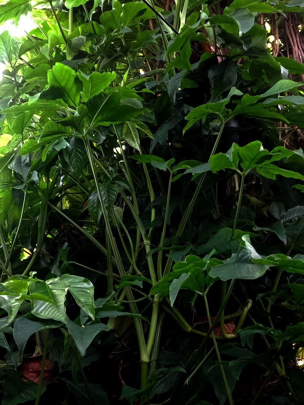 Syngonium auritum - pijlblad vijfvingers met karakteristieke vijflobbige bladeren