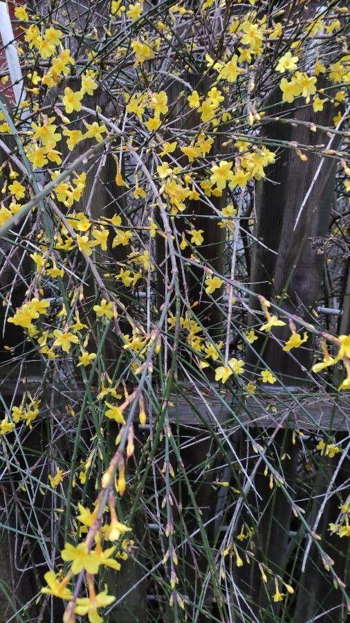 Winterjasmijn in volle bloei tegen een stenen muur in de winter