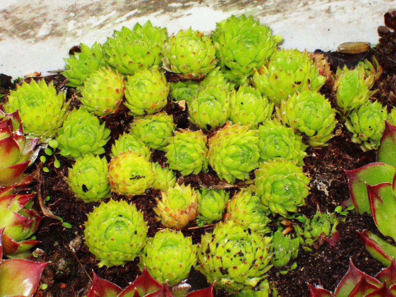 Sempervivum globiferum en pleine lumière, avec de petites rosettes qui se déplacent via des stolons sur un sol graveleux