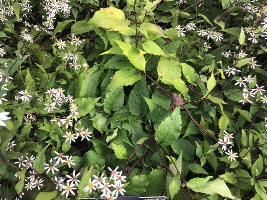 Eurybia divaricata aux fleurs blanches et feuilles en forme de coeur en milieu forestier