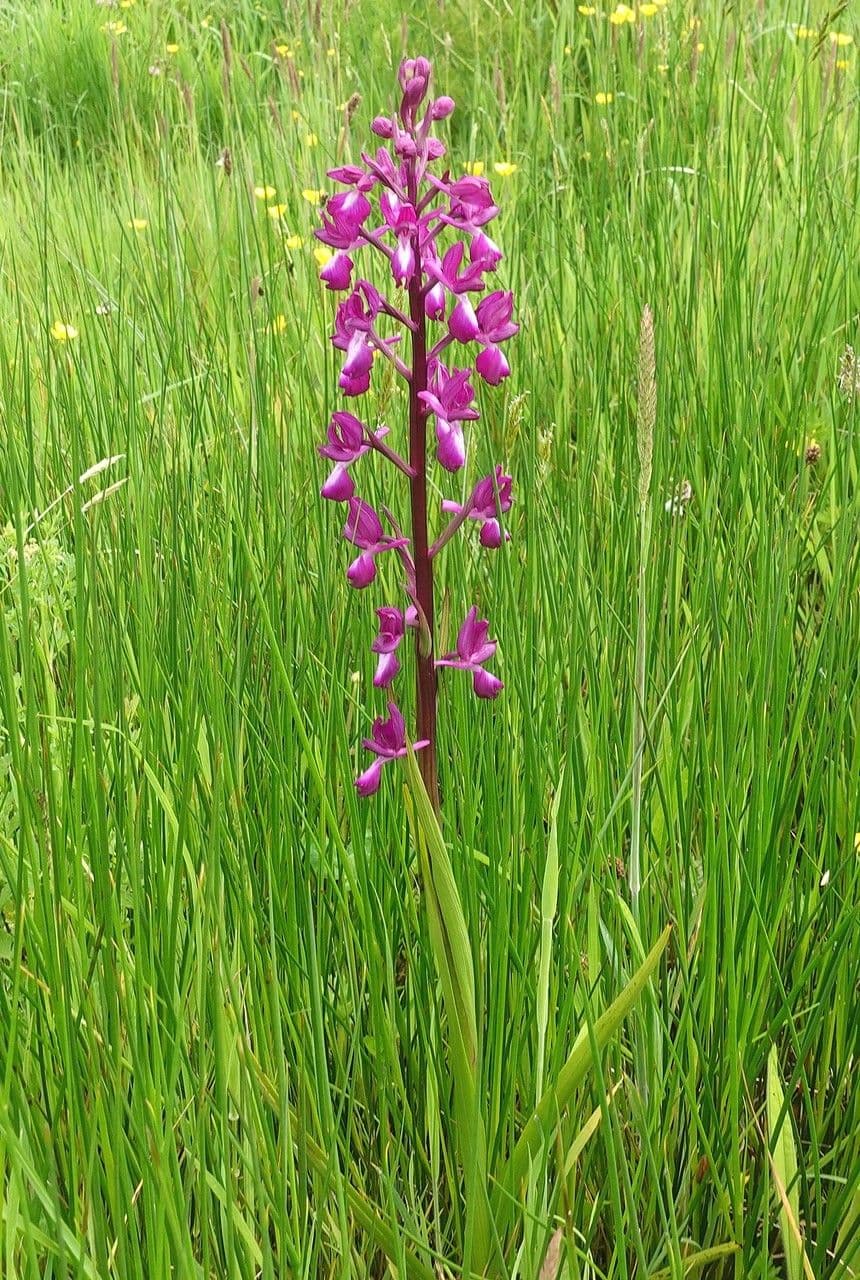 Anacamptis laxiflora with vibrant purple flowers in a natural habitat