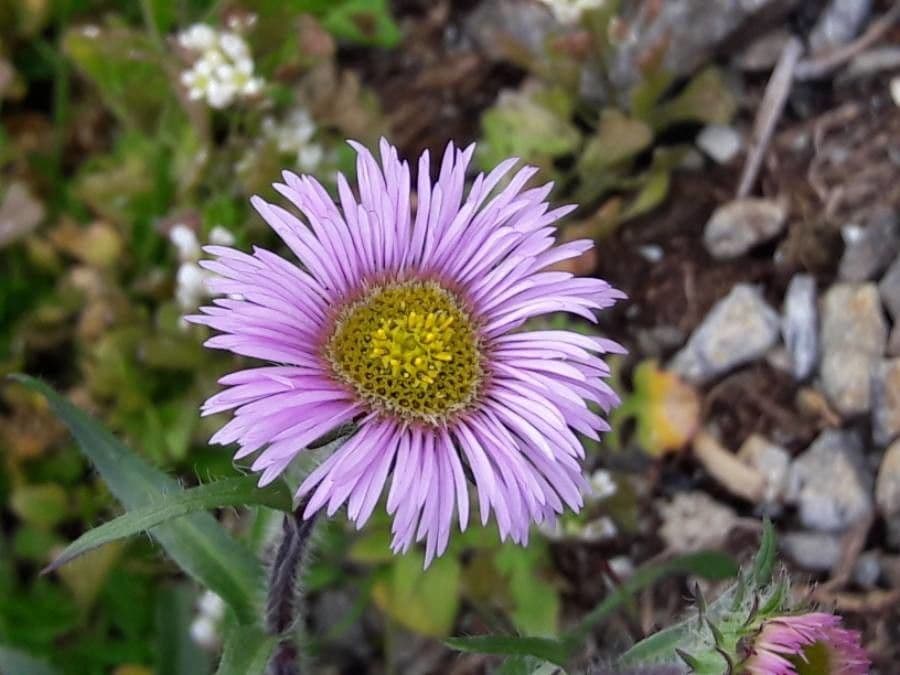 Erigeron neglectus bloemen in berglandschap