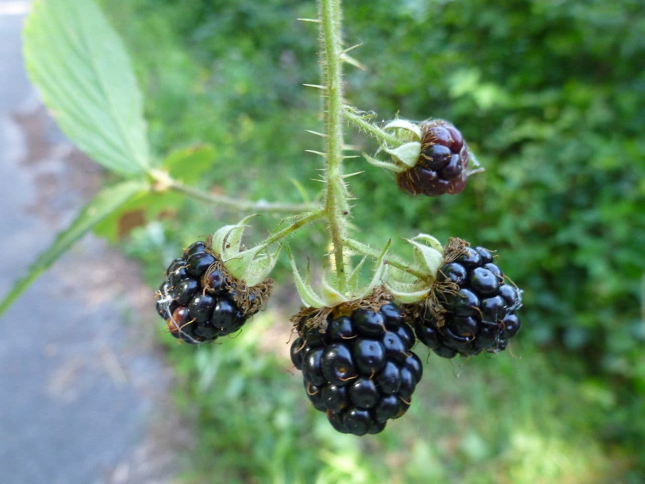 Plante Rubus elegans avec fruits