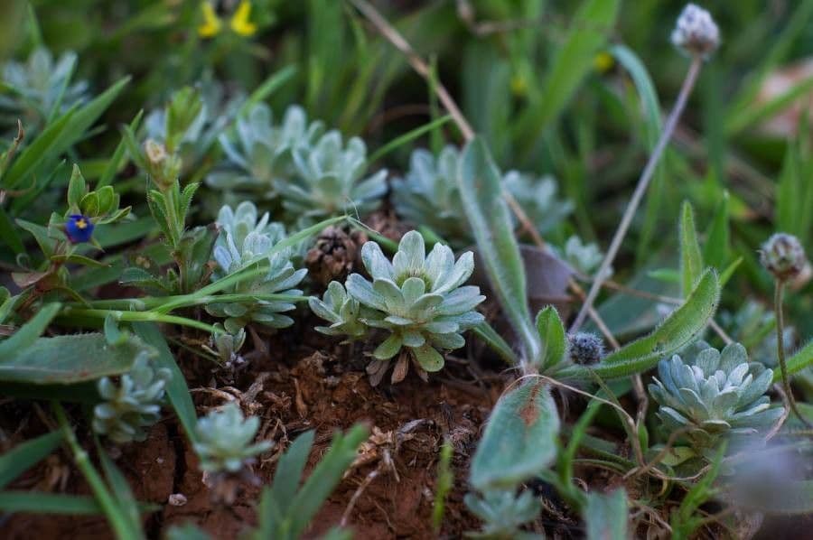Pygmy cudweed with silvery foliage and yellow flowers