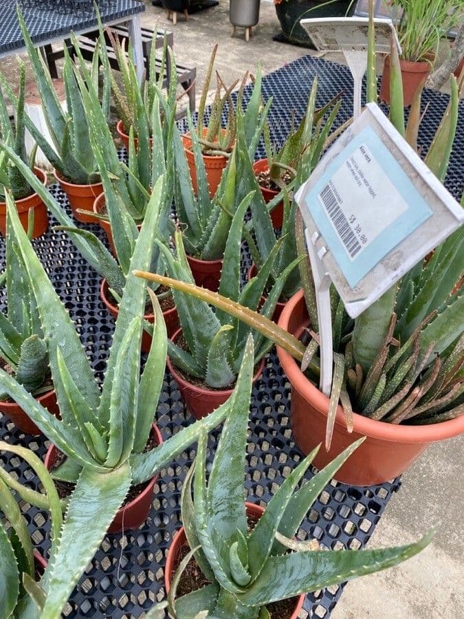 Aloe succotrina mit dicken graugrünen Blättern in Rosetten-Anordnung