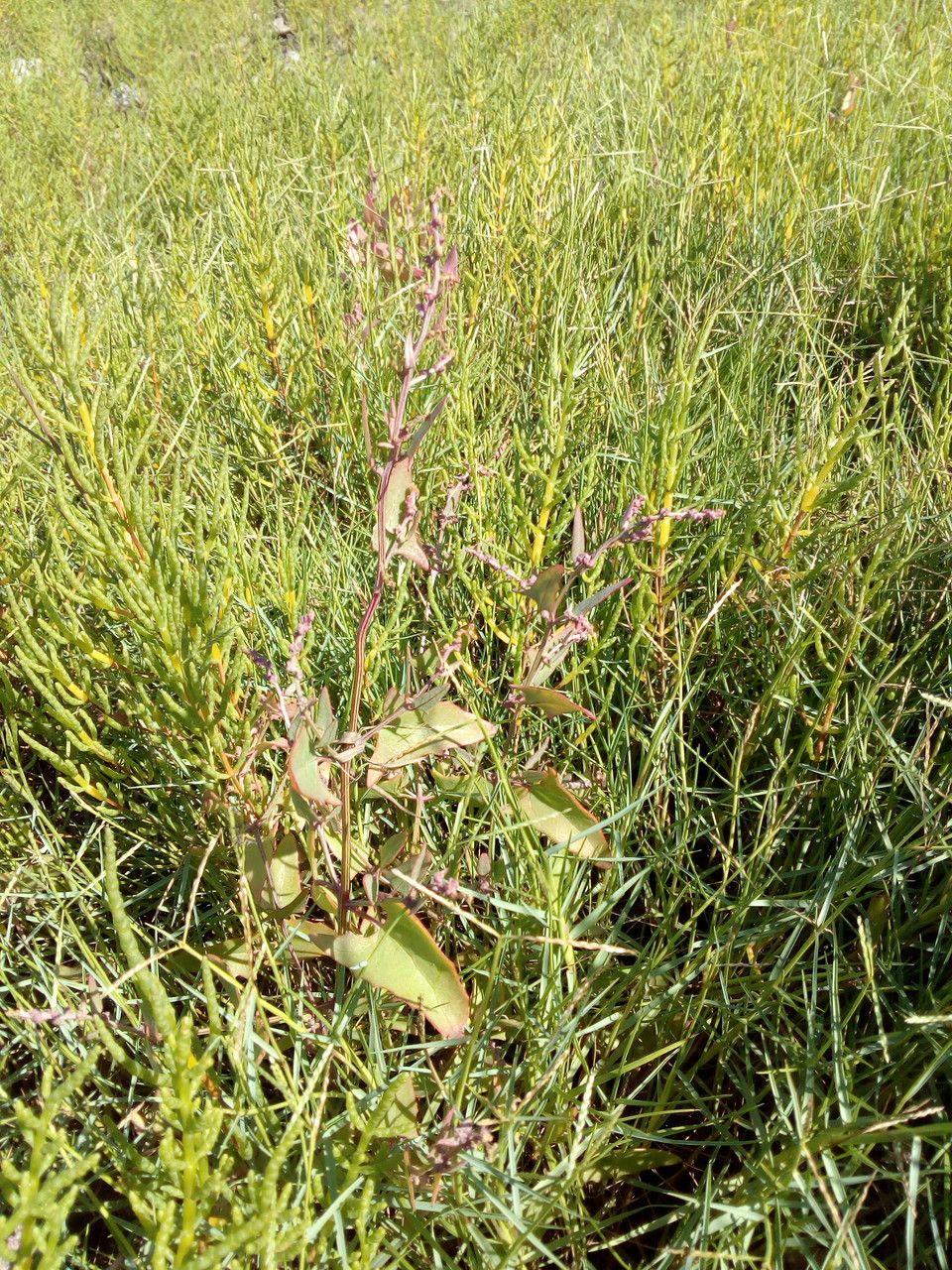 Arroche hastée (Atriplex prostrata) en pleine croissance sur un talus côtier, avec des feuilles gris-vert en forme de flèche et des inflorescences brunes discrètes.