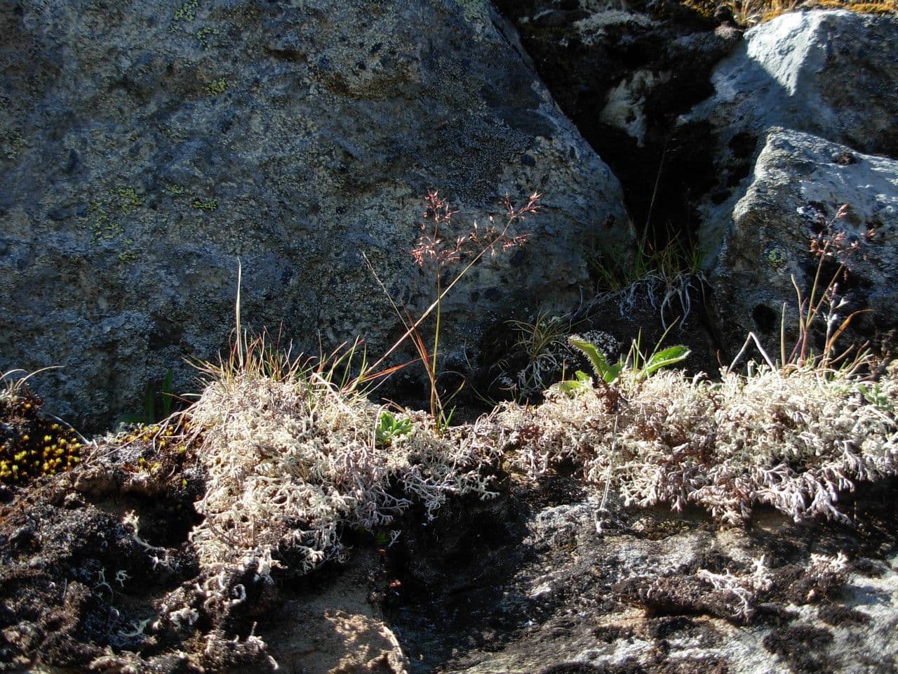 Agrostis mertensii Bentgras