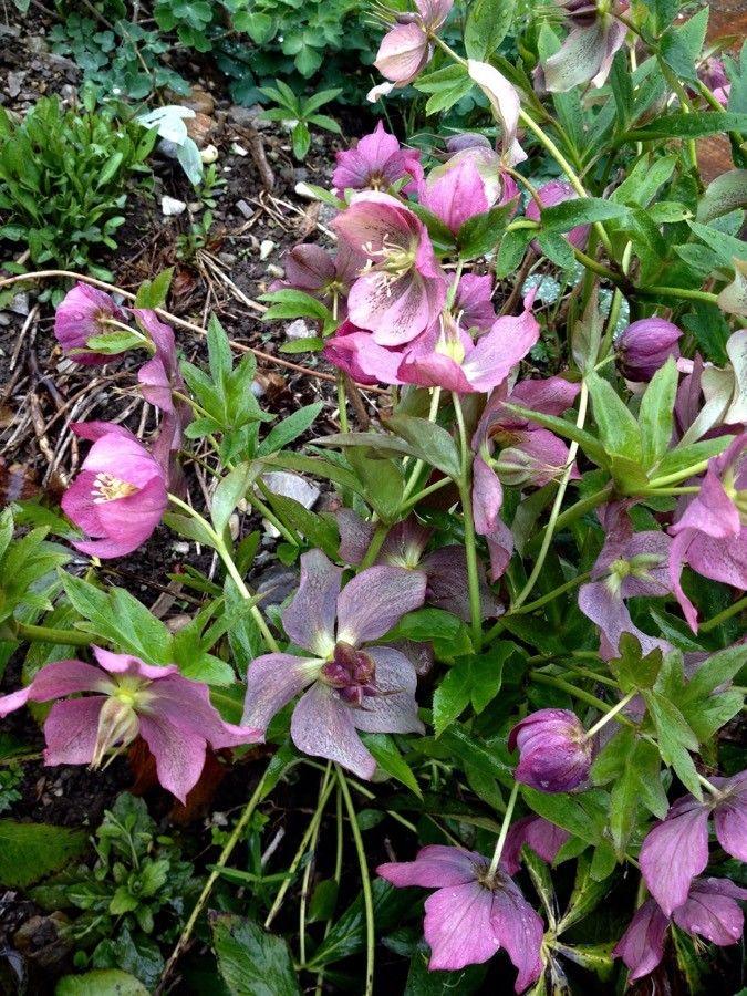 Helleborus orientalis en pleine floraison dans un coin ombragé du jardin, avec des feuilles vert foncé et des fleurs penchées en nuances de rose, blanc et pourpre.