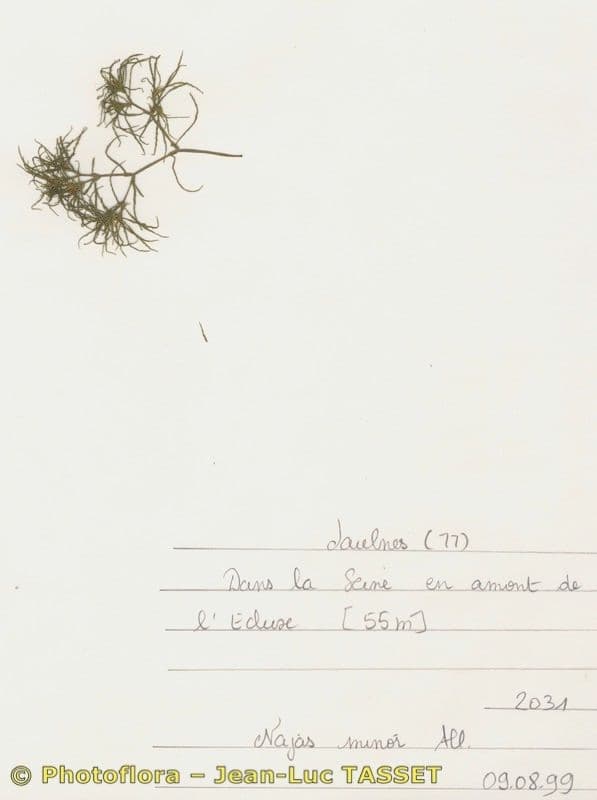Slender naiad grows with elegant, extremely fine leaves